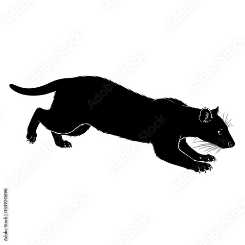 Black silhouette of a running ferret or weasel isolated on white background silhouette