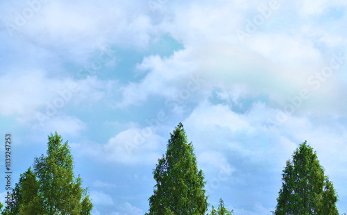 三本の常緑樹と青空