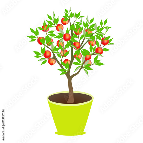 Peach tree with fruits in a pot on a white background..eps
