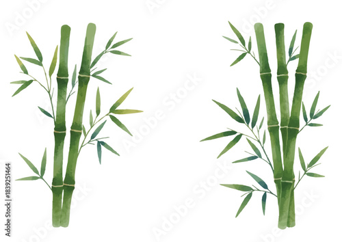 Watercolor-style bamboo and bamboo grass illustration／竹・笹