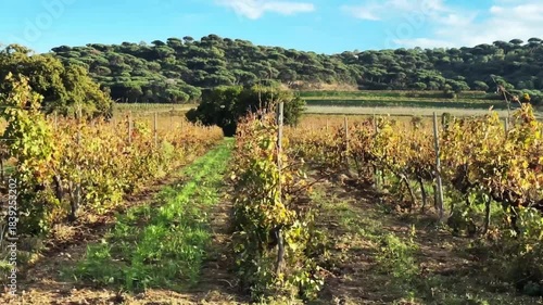 Wallpaper Mural Rows of vineyards against a backdrop of picturesque hills from camera on car  Torontodigital.ca