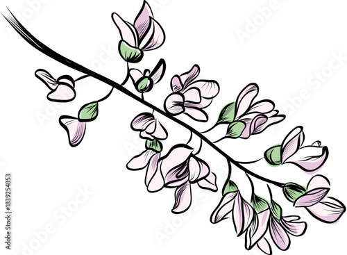 Blooming acacia branch pink flowers botanical illustration