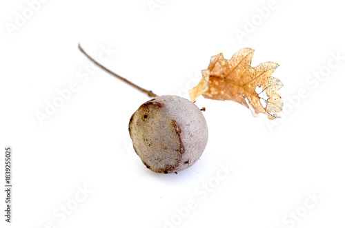 oak gall and leaf on white background, nature and autumn theme.