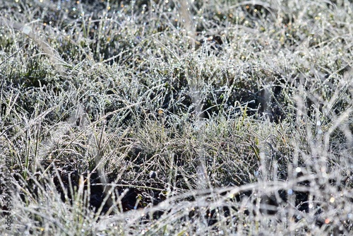 Wiese mit Raureif im Dezember