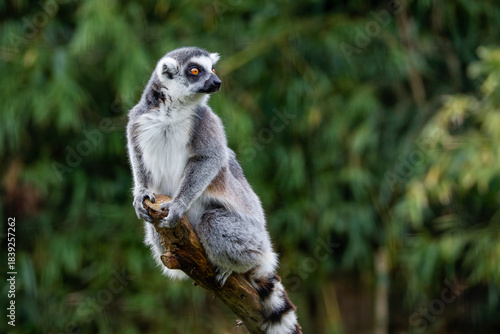 Ring-Tailed Lemur, Lemus Catta, on Tree Branch. A ring-tailed lemur perched on a tree branch against a blurred green background.