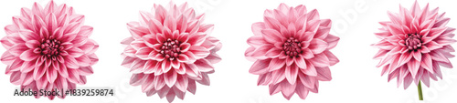 Watercolor pink dahlia flower set isolated on white background.