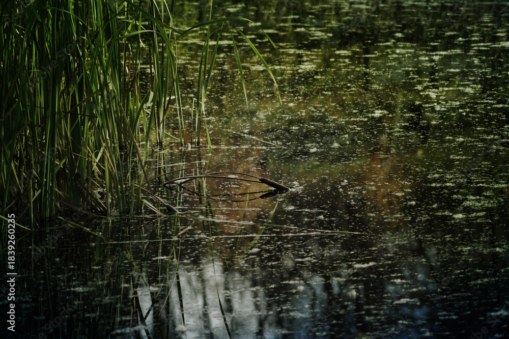 Fototapeta premium Dark moody swamp