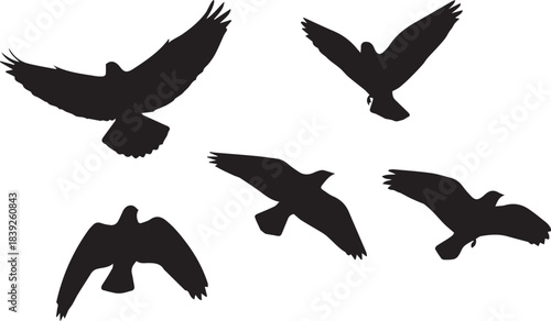 Silhouette of a flock of birds in flight against a bright white background