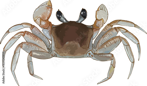 crab on white background