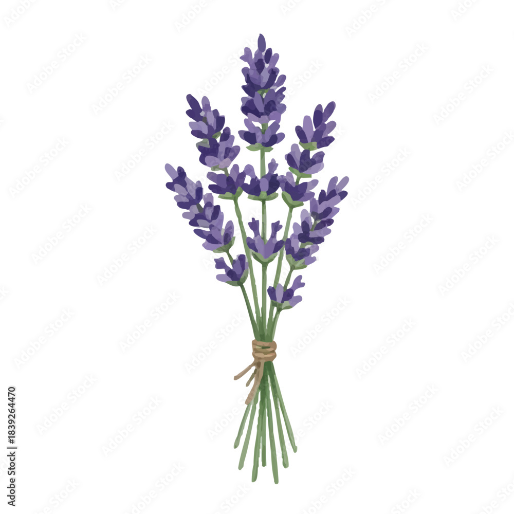 Obraz premium Watercolor-style lavender illustration／ラベンダー