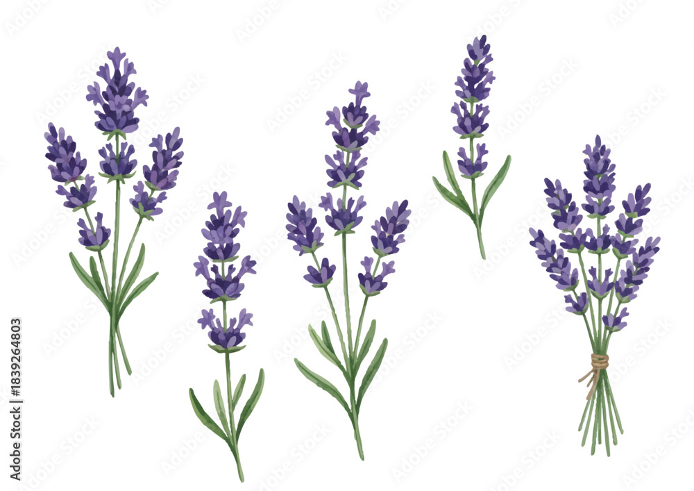 Fototapeta premium Watercolor-style lavender illustration／ラベンダー