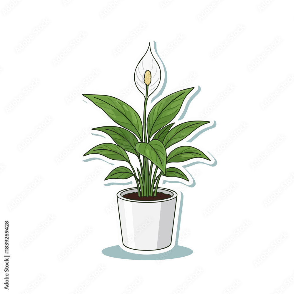 Fototapeta premium Vector illustration of a Potted Peace Lily plant. Features lush green leaves and a striking white flower, perfect for home decor, botanical themes, and natural elegance