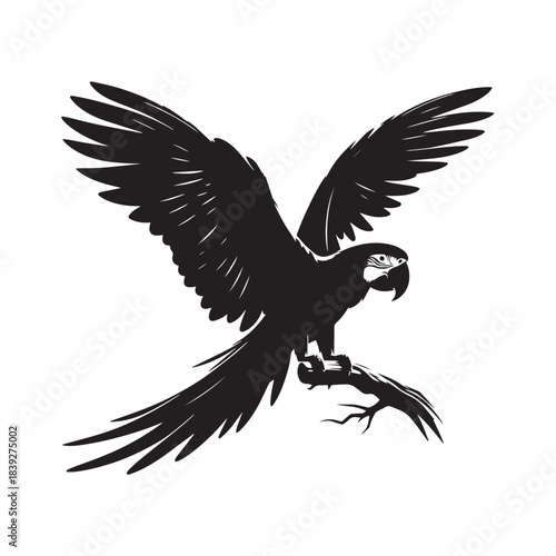 black and white macaw vector illustration