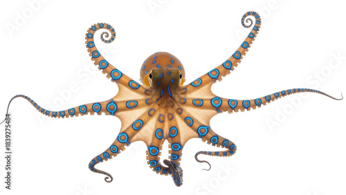 Foto Isolated blue-ringed octopus with dangerous venom and characteristic blue rings