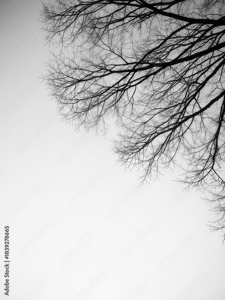 Fototapeta premium Intricate Network of Leafless Tree Branches Against Overcast Sky
