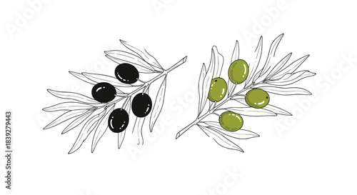 Line art drawing of two olive branches, one with black olives and one with green olives, on a white background.