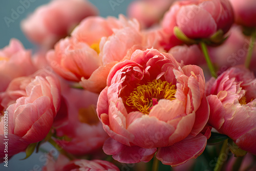 Fototapeta Naklejka Na Ścianę i Meble -  Background with close-up of coral peonies