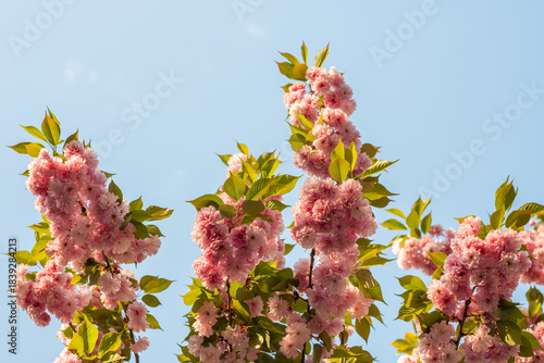Blooming sakura branches with soft pink flowers