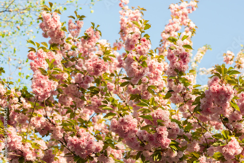 Blooming sakura branches with soft pink flowers