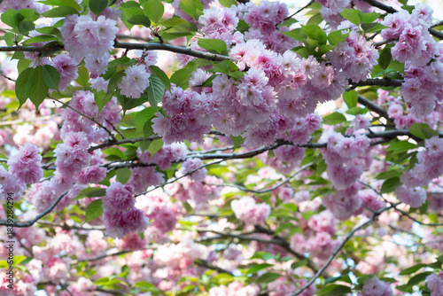 Blooming sakura branches with soft pink flowers