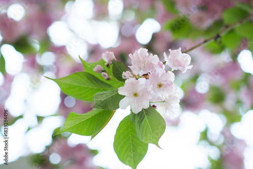 Blooming sakura branches with soft pink flowers