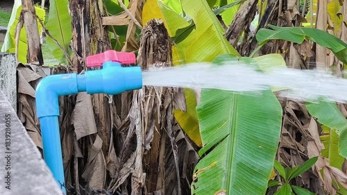 A close-up shot reveals a stream of water gushing from a blue plastic pipe on an agricultural