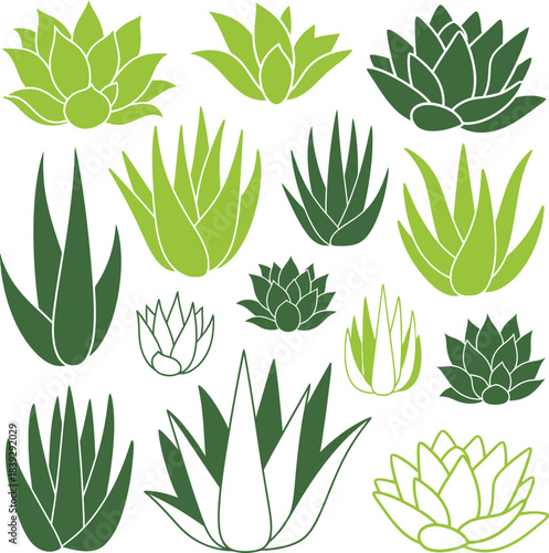 Collection of succulent plants hand drawn style isolated on transparent background