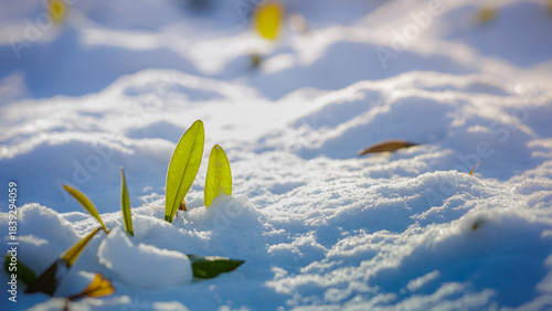 Close-up of green sprouts rising from snowy ground in golden sunlight