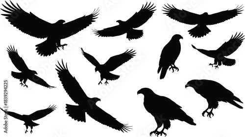 Collection of Powerful Eagle and Hawk Bird Silhouettes in Various Poses, including Flying, Gliding, and Perching, Perfect for Wildlife Vector Illustrations and Outdoors Design Graphics