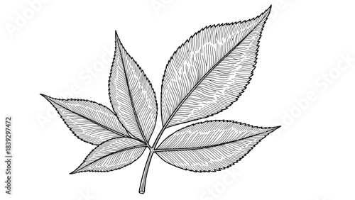 Detailed black and white botanical illustration of a compound leaf in a classic vintage woodcut or engraving style isolated on a white background.
