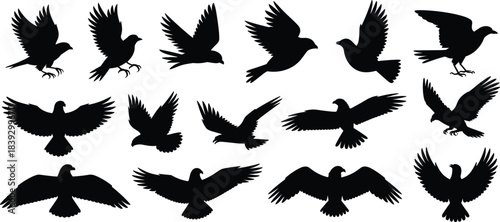 Collection of black bird silhouettes in flight and landing poses white background flying