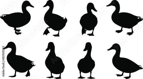 Eight black duck silhouettes in various poses on white background bird