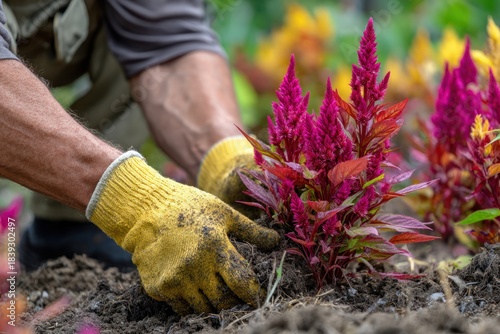 Transplanting Celosia in Garden Work