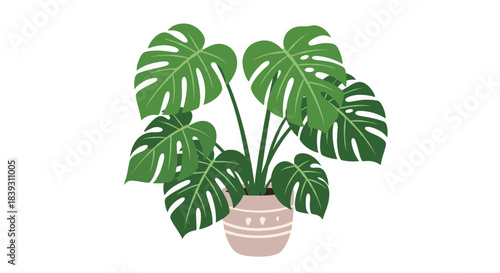 A lush and healthy monstera deliciosa plant with its iconic split leaves is shown thriving in a decorative pink ceramic pot.