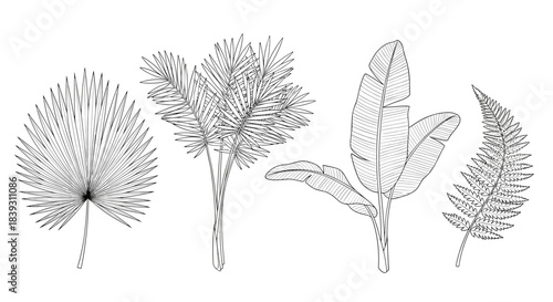 Set of four different hand-drawn tropical palm leaves including a fan palm banana leaf and fern in a vintage engraving style.