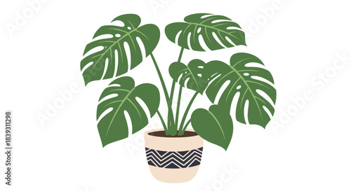 Lush green Monstera deliciosa plant in a cute beige pot with a black zigzag pattern is isolated on white. The design is beautiful.