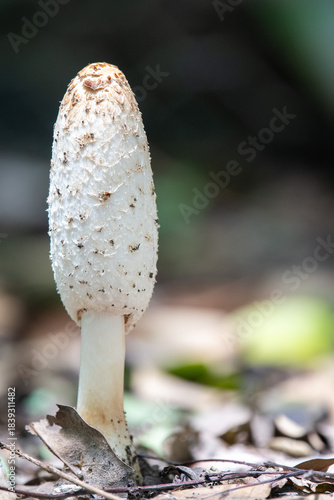Coprinus comatus fungus, commonly known as the shaggy ink cap, lawyer's wig, or shaggy mane