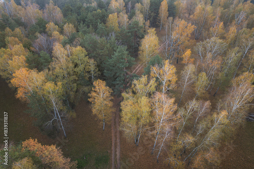 Aerial landscape over the colorful birch trees, in autumn