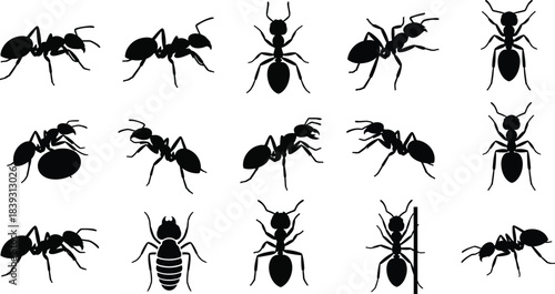 Collection of various ant species in black silhouette
