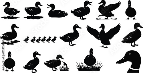 Collection of various duck silhouettes and postures