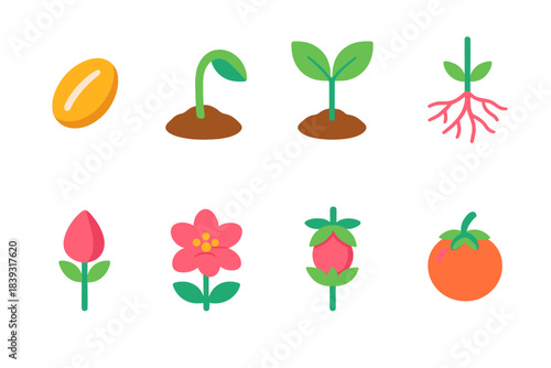 Plant Growth Cycle Icons. Vegetative to Reproductive Cycle isometric flat set: seed coat, early shoot, leaf pair, root network, flower bud, open flower, fruit swell, mature fruit.