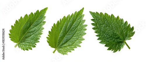 Three textured green nettle leaves arranged on a white background