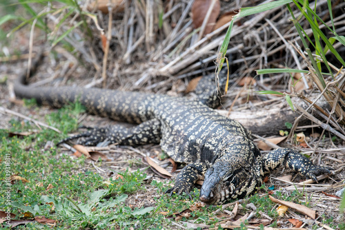 Argentine black and white tegu (Salvator merianae) seen at Costanera Sur ecological  reserve, Buenos Aires, Argentina