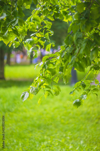 Close up for branch with green leaves against green meadow