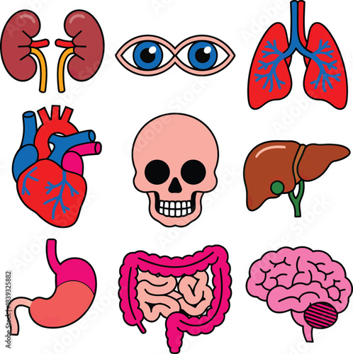 Human Organ Vector Set Featuring Cartoon Illustrations of Brain, Heart, Lungs, Liver, Kidneys, Stomach, and Intestines.