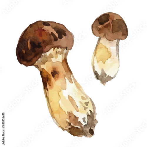 Watercolor-style matsutake mushroom illustration／松茸