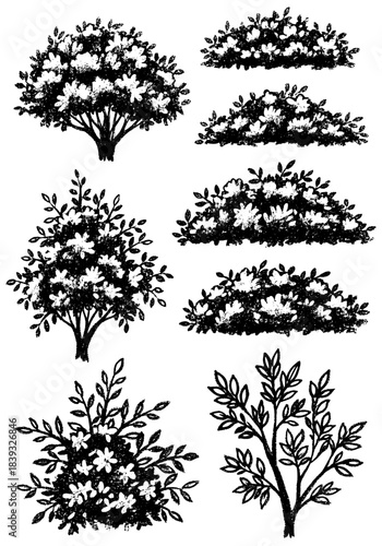 Monochrome botanical collection of detailed flowering bushes and dense garden shrubs, presented in an organic charcoal sketch and texture style