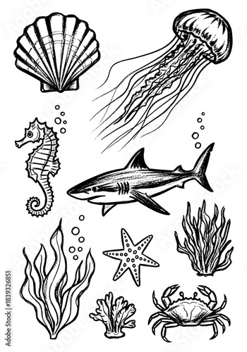 Hand-drawn black and white marine life collection featuring shark, jellyfish, crab, seahorse, scallop shell, and underwater kelp elements