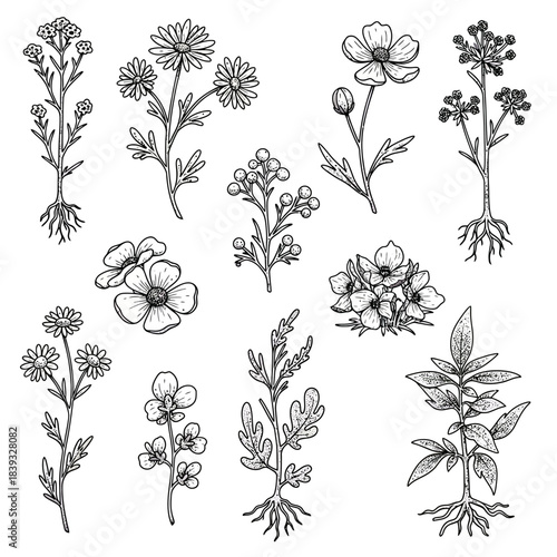 Exquisite vector set of charming botanical illustrations, hand-drawn with black ink in a delightful cartoonish style, depicting diverse flora for creative design