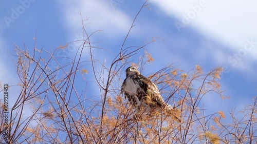 Red-tailed hawk sitting in a tree top  with snowy mountains in the background.